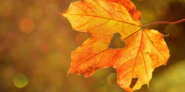 Herbst pixabay